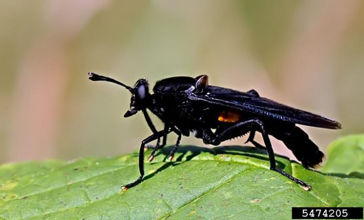 An adult Mydas clavatus resting on a leaf