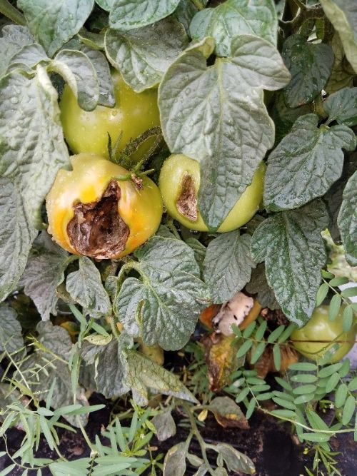 Crow damage on a tomato.