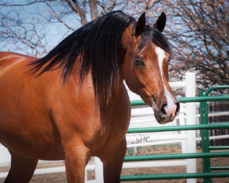 Arabian horse MSU Cadee poses for a picture at the MSU Horse Teaching and Research Center. Photo credit: Wendy Peterson | MSU Extension