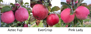 West central Michigan apple maturity report – October 19, 2022