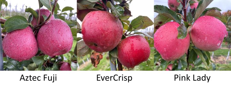 Grand Rapids area apple maturity report – Oct. 9, 2019 - Apples