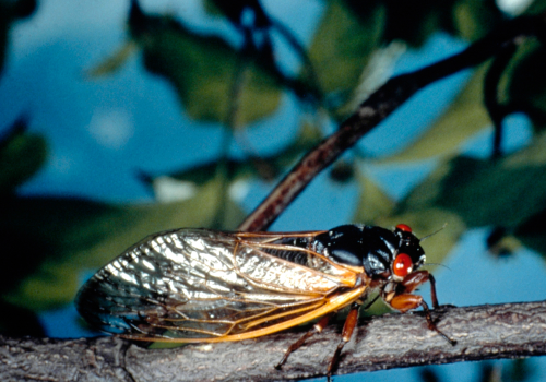 Adults are wedge-shaped and nearly black with red eyes and re-orange wing veins. The clear wings are held tent-like over the body. 