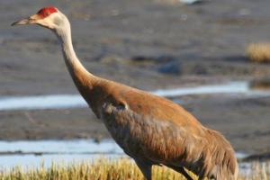 Wildlife Damage Management Series for Midwestern Farmers, Sandhill Cranes