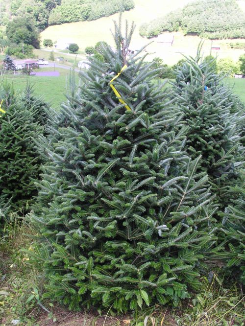 Fraser fir