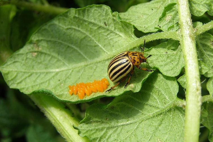 Colorado potato beetle adult and eggs.