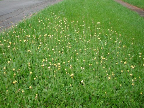  yellow hawkweed3.jpg 