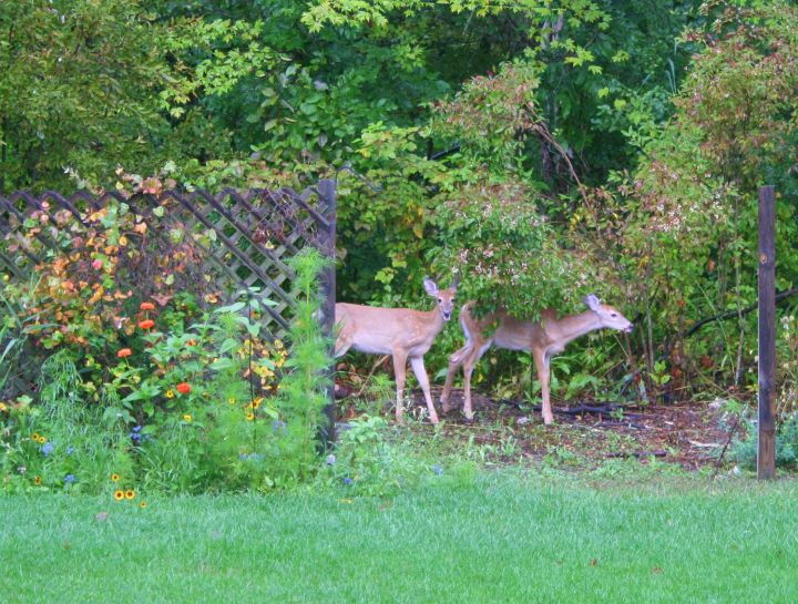 Smart Gardening To Deter Deer Msu Extension