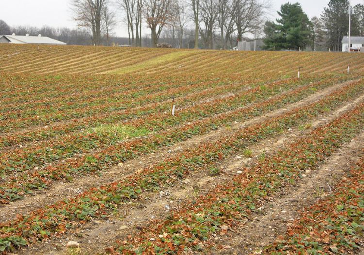 Strawberry fields are greening up. All photos: Mark Longstroth, MSU Extension.