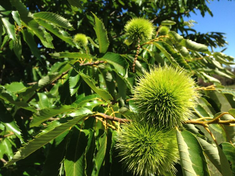 Colossal chestnuts in the burr. Photo credit: Erin Lizotte, MSU Extension