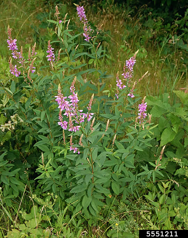 Showy Tick Trefoil Native Plants And Ecosystem Services