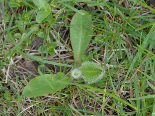  english daisy5.jpg 