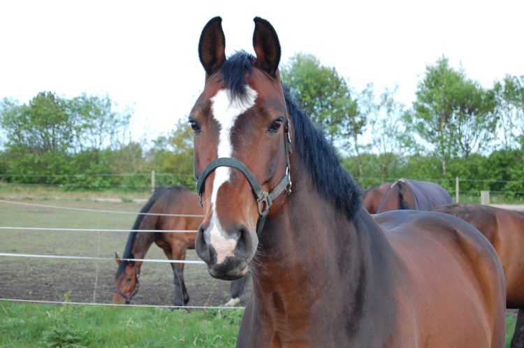 Horses require shade and good ventilation during hot weather.