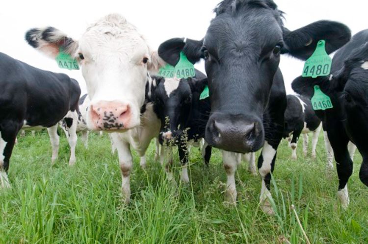 Cows at the Dairy Cattle Teaching & Research Center.