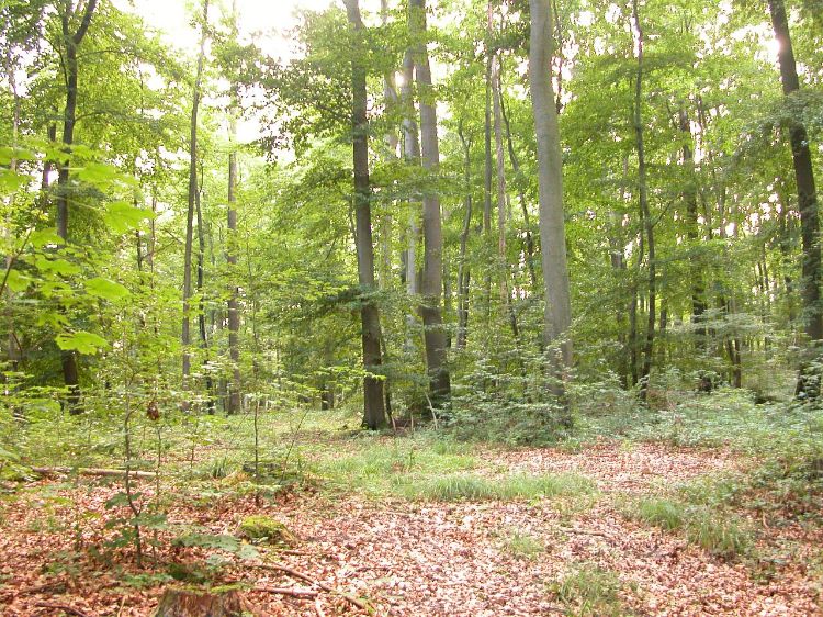 A mixed forest with about all the grass it can grow. Photo by Oliver Herold, Wikimedia Commons.