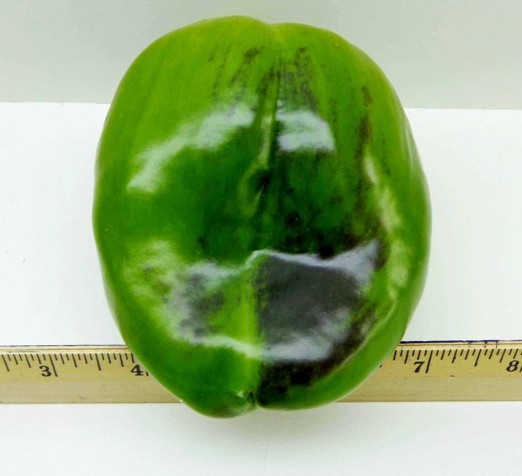 Green bell pepper showing purple striping due to cool temperatures in September.