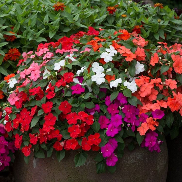 New varieties of Impatiens walleriana are available which are highly resistant to impatiens downy mildew.