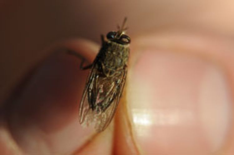 The tsetse fly is a large biting fly found only in Africa that transmits sleeping sickness to humans and livestock through saliv