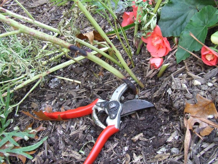 Cut back perennials like peonies all the way to the ground to remove diseased leaves and stems. Compost plant material away from the garden. Photo: Rebecca Finneran, MSU Extension.