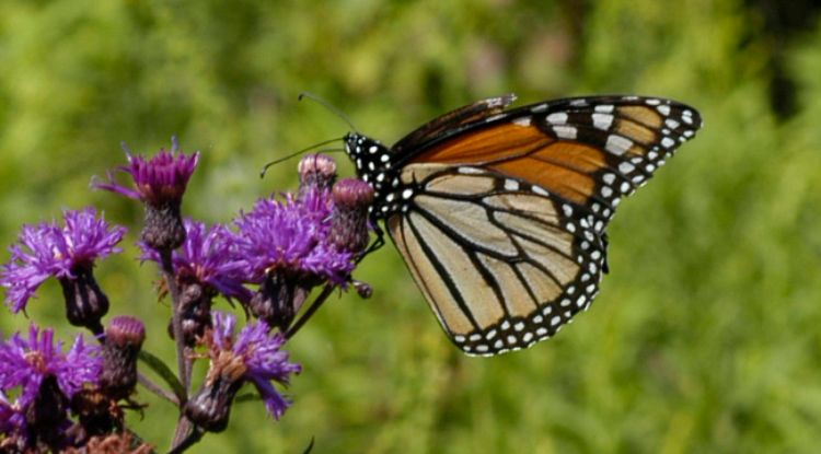 Monarch butterfly on an ironweed plant