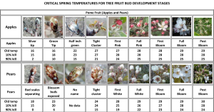 Picture Table of Critical Spring Temperatures for Tree Fruit Bud Development Stages