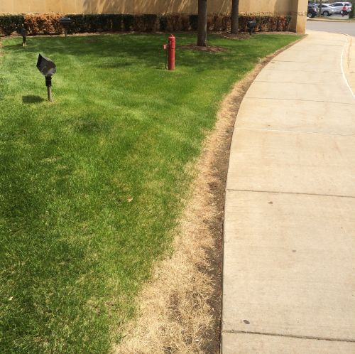 Reseeding lawn deals