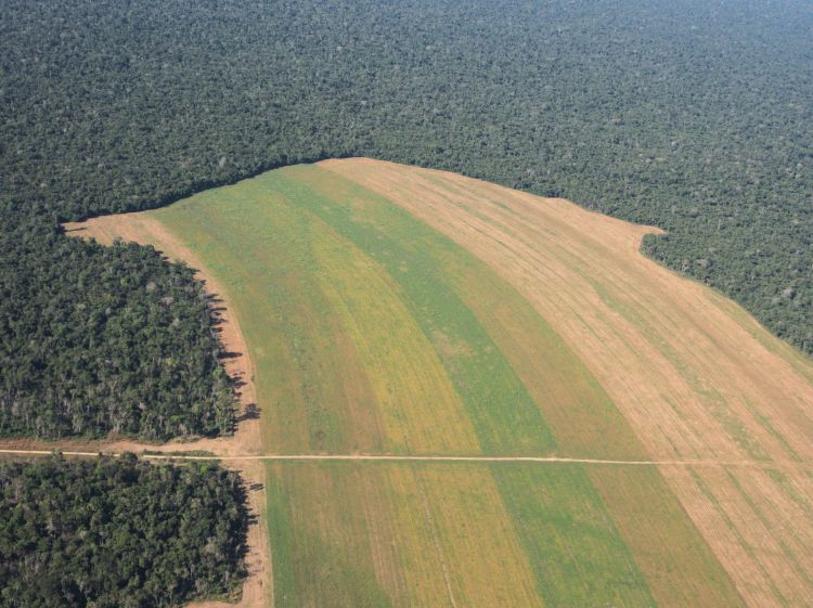 Cropland expansion in private lands into the Amazon forest.
