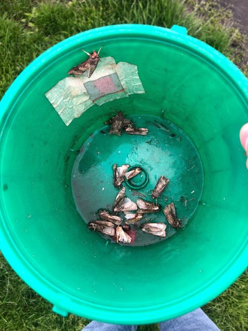 Black cutworm trap