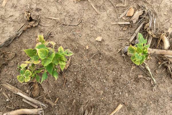 Balance Flexx rotation restrictions changed for planting dry ...