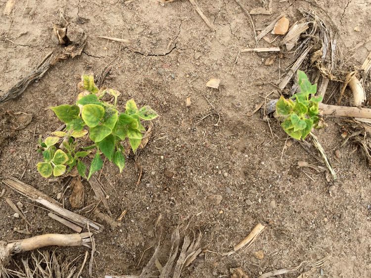 Dry bean injury symptoms observed in a Michigan field in 2016 where Balance Flexx was applied in 2015. All photos by Christy Sprague, MSU.
