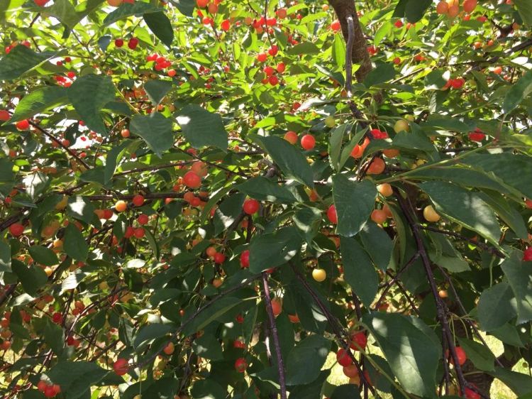 Fruit ripening at different stages on a single cherry tree are susceptible to spotted wing Drosophila infestation. Photo by Julianna Wilson, MSU.