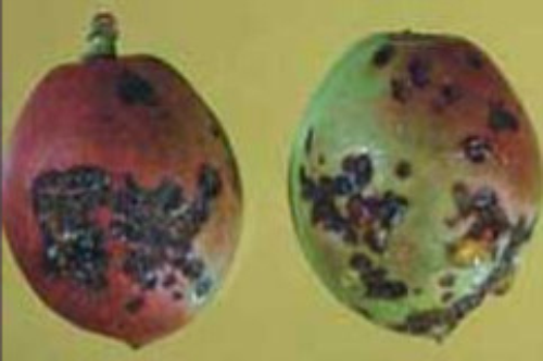 Bacterial spot on nectarines. 