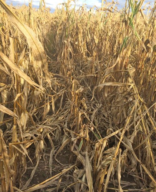 Irrigated corn field with significant lodging