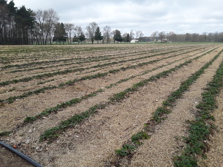 Straw removed from a strawberry field.