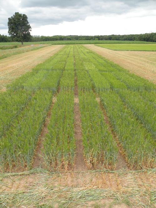 Preliminary spring malting barley variety trial data is now available online featuring three plots throughout Michigan, including this trial that was hosted at the MSU W.K. Kellogg Biological Station in Hickory Corners.  