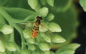 Insects That Look Like Bees Gardening In Michigan