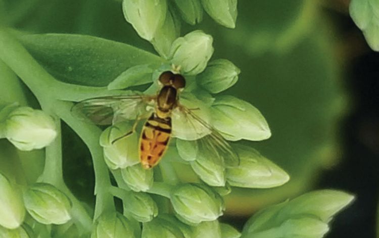 Insects That Look Like Bees - Gardening In Michigan