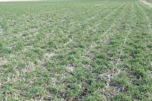 Cover crop recipes: Post soybean, use cereal rye