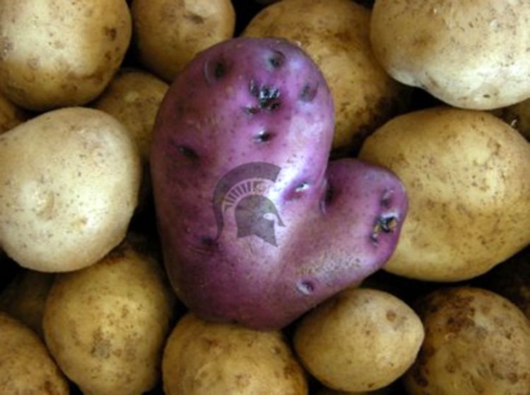 Michigan-shaped potato. Photo illustration courtesy of MSU.