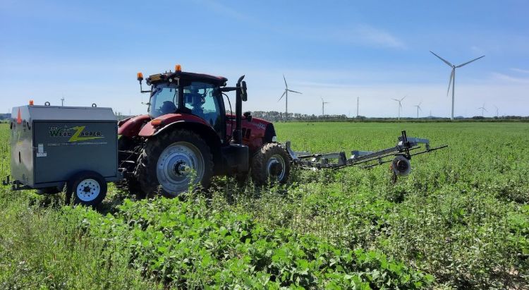 A weed zapper in a vegetable field.