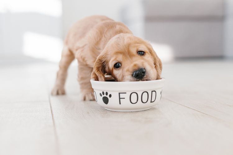 Puppy eating out of a dog food bowl.