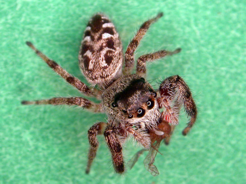 Jumping spiders: Stout-bodied and short-legged spiders with prominent front eyes and a hairy body that is often brightly colored or iridescent. 