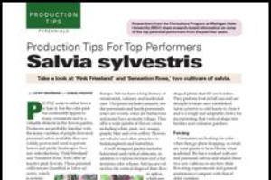 Production tips for top performers: Salvia sylvestris