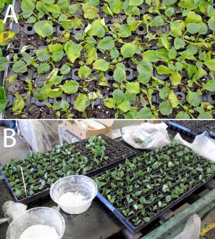 Photo 1A and B. Lower leaf yellowing and poor rooting in dahlia can indicate ethylene and extreme temperature stress during shipping. Dahlia is a first priority species for sticking and benefits from rooting hormones.