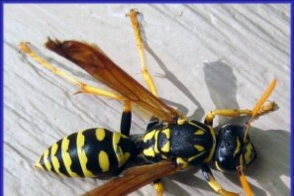 Carpenter wasp sales