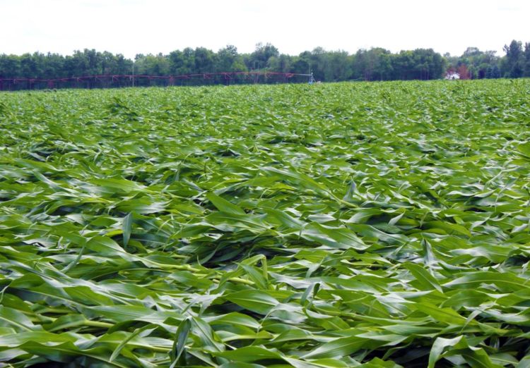 Field of commercial corn nearly completely flattened by high winds west of Schoolcraft, Michigan during the early morning hours of July 1, 2014. All photos Bruce MacKellar, MSU Extension