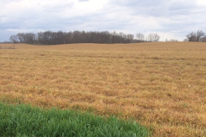 Cover crop termination timing to help manage soil moisture