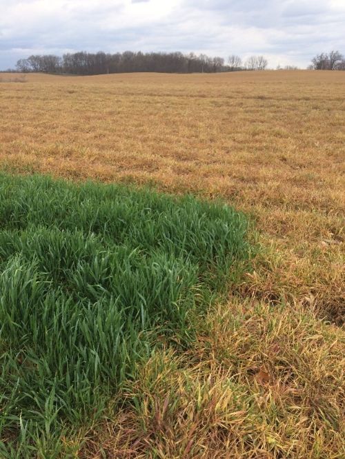 Cover crops in a field.