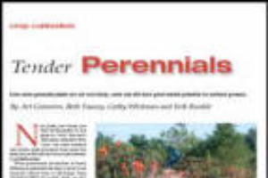 Tender perennials