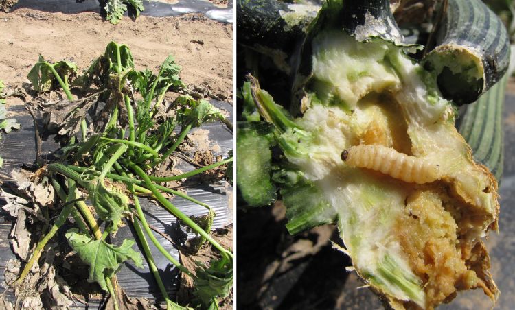 Squash vine borer in zucchini.