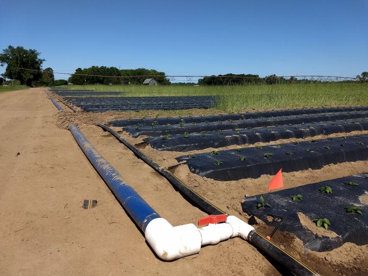 Plumbing installed in a vegetable field.